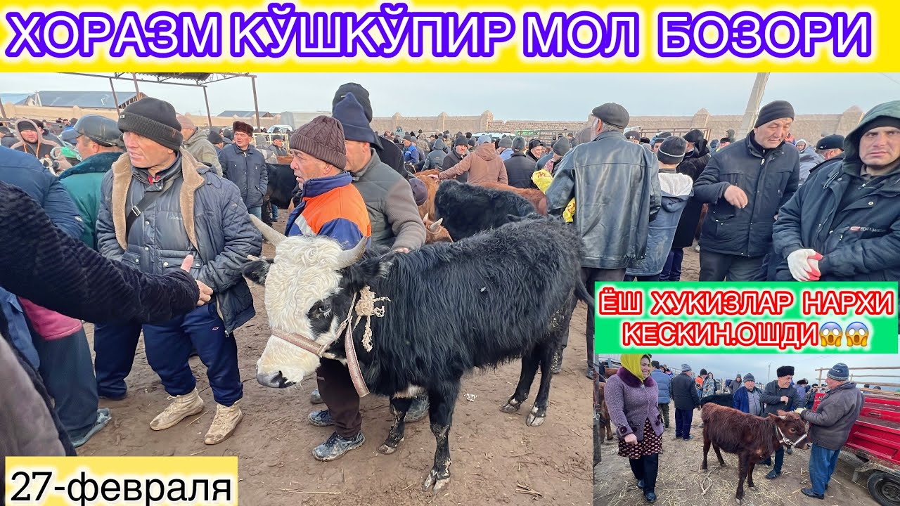 ХОРАЗМ КЎШКЎПИР МОЛ БОЗОРИ ЁШ ХУКИЗЛАР НАРХИ КЕСКИН ОШДИ 27-февраля 2025 г.