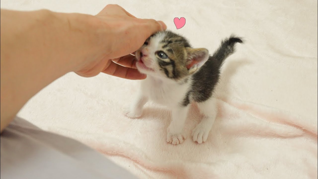 The Rescued Kitten Welcoming Me As If We Hadn't Seen Each Other In 10 years!
