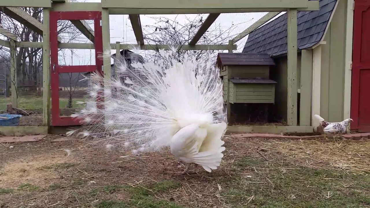 Reason the peacock shakes his booty