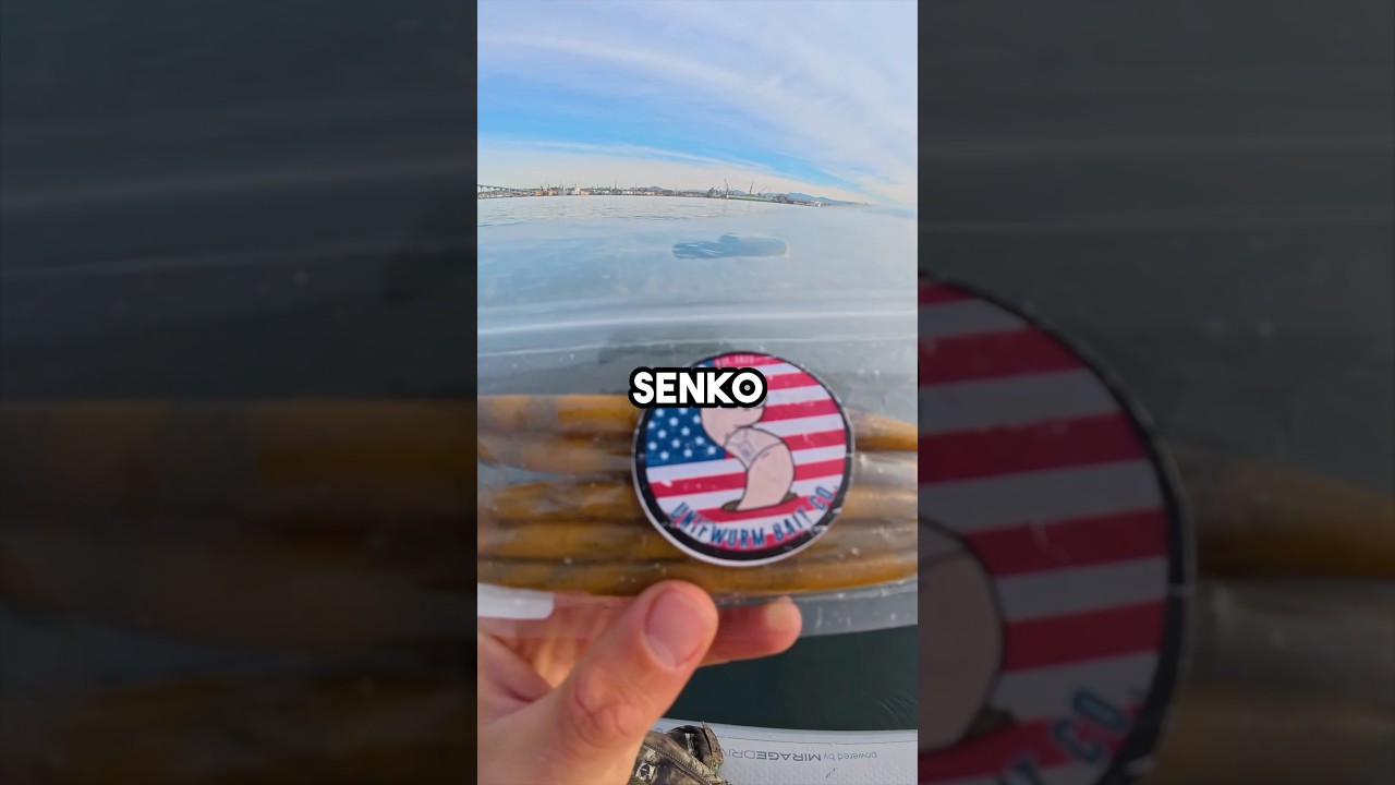 Texas Rig Senko в соленой воде! #видеорыбалки #рыбалка #рыба #челленджрыбалки