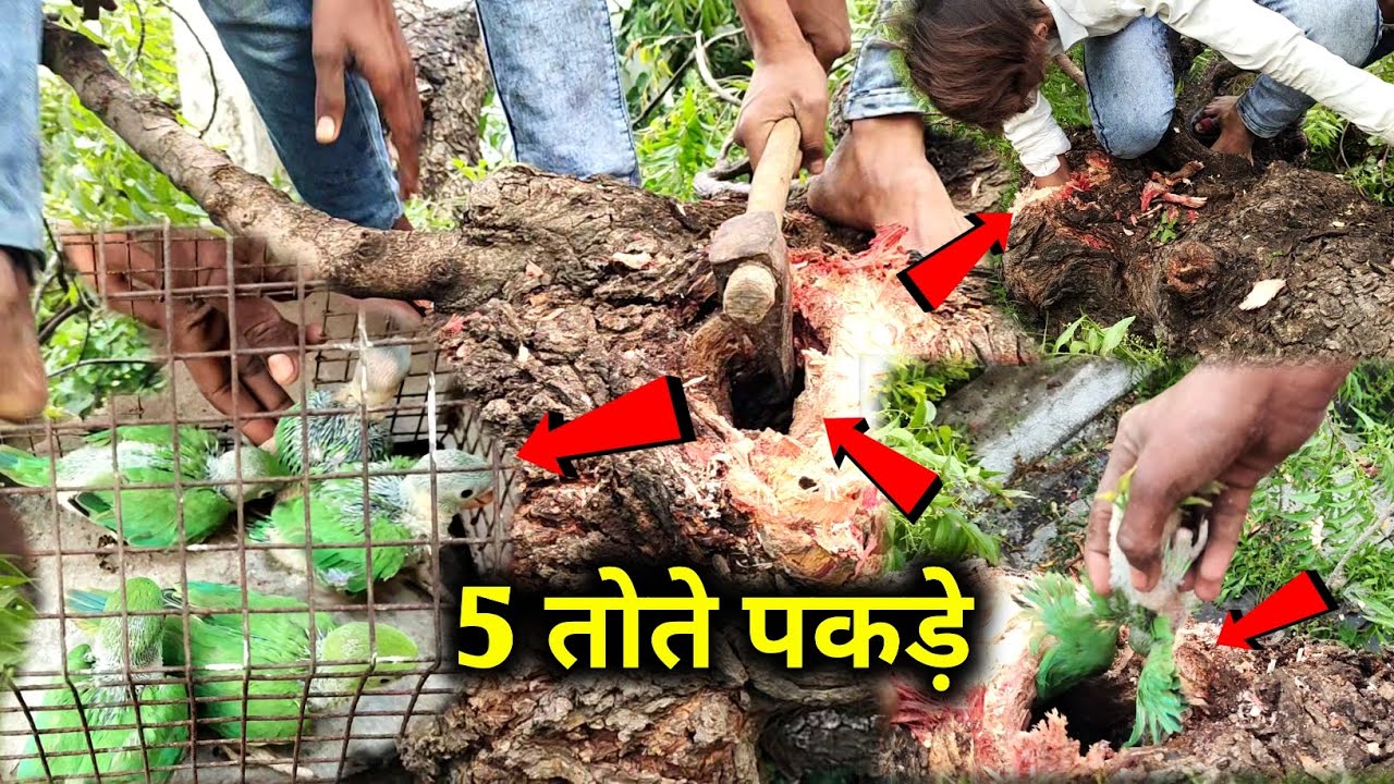 5 तोते पकड़े 😱 Green parrot babys 🦜 | green parrot kaise pakde | skr1petlover