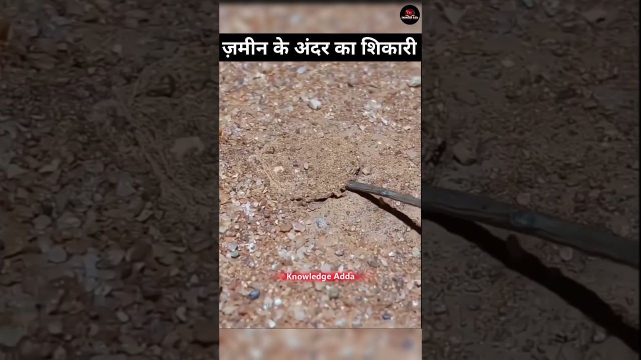 Trapdoor Spider: Hidden Wildlife Secret Revealed! 😨 