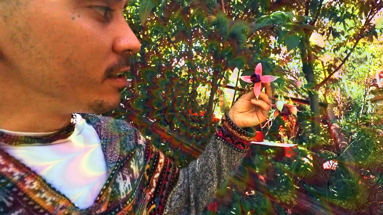 Our Trippy Garden