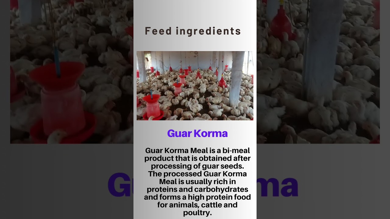 Gouar Korma or Gouar Churi