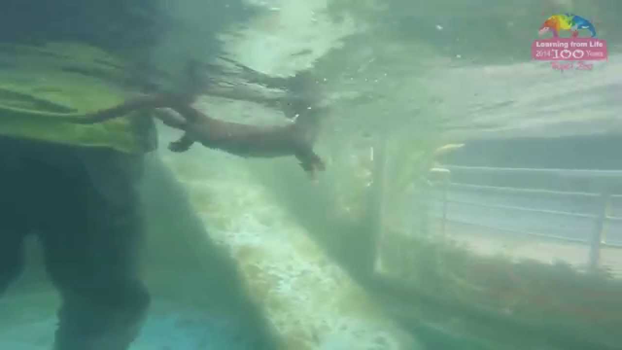 夏夜動物運動競賽 水獺兄弟潛泳相伴 Otter Diving