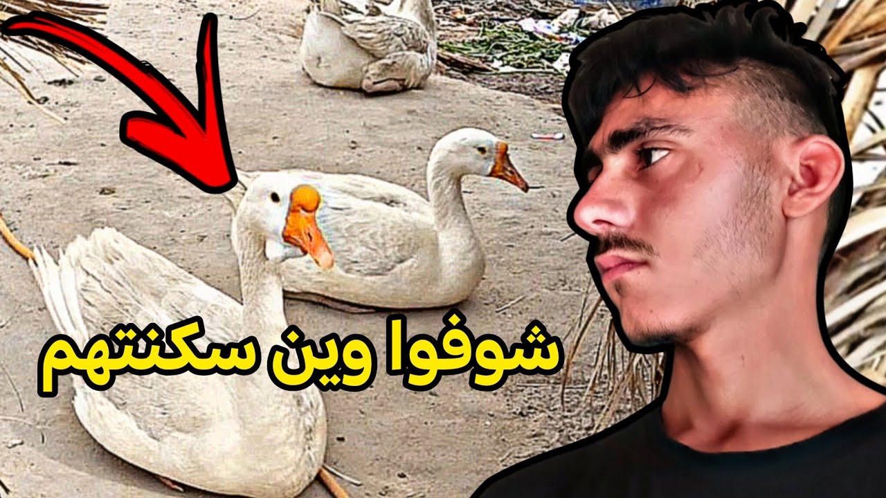 ما توقعت الوز يعيشون بهذا المكان.. صدموني بردة فعلهم! 😱