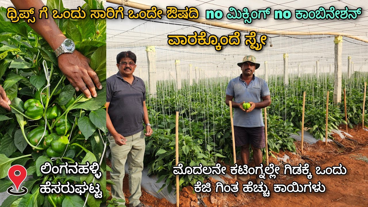 3-4 ಔಷದಿ ಕಾಂಬಿನೇಶನ್ ಮಾಡಿದ್ರು ಥ್ರಿಪ್ ಹತೋಟಿ ಆಗ್ತಿಲ್ಲ ಅನ್ನೋರು ನೋಡಲೇಬೇಕಾದ ವೀಡಿಯೋ | Capsicum plot |