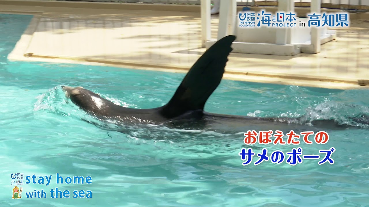 【自宅が水族館】桂浜水族館　アシカのようす
