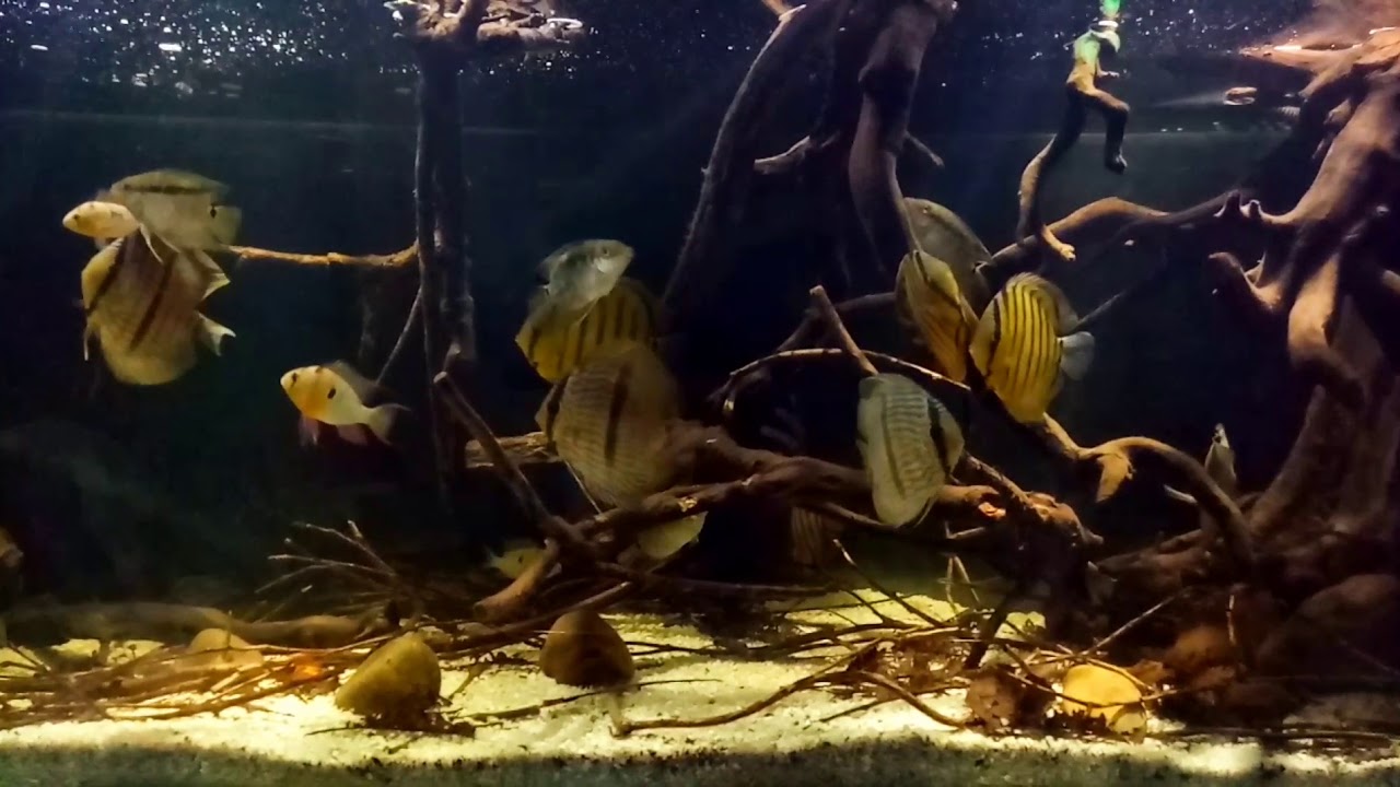 South american biotope tank