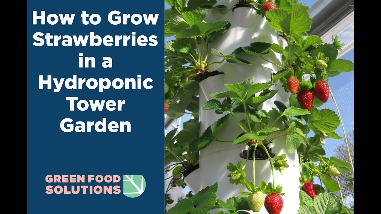 How to Grow Strawberries in a Tower Garden (How to care for your vertical garden strawberries)