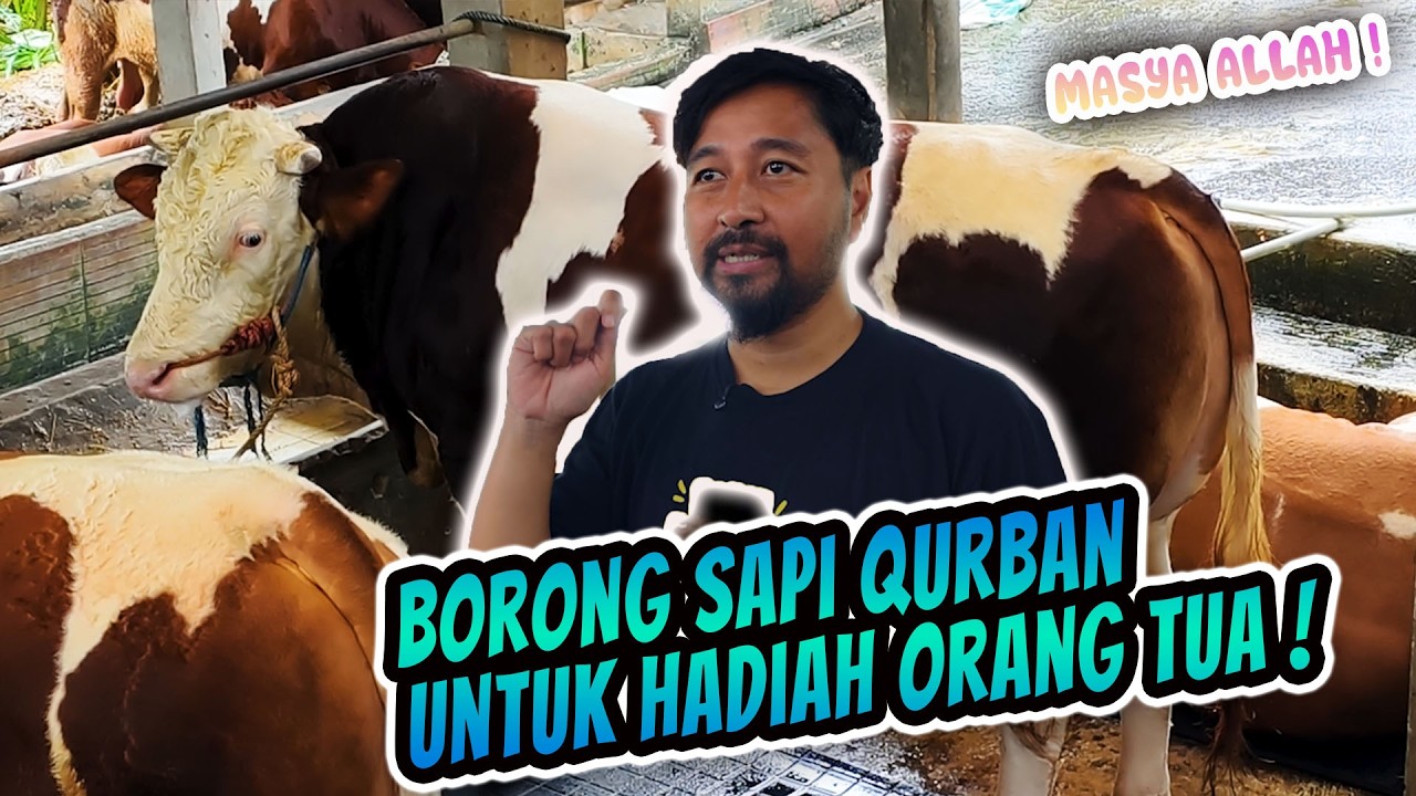 DULU CUMA QURBAN KAMBING&hellip; SEKARANG BORONG SAPI JUMBO!! 😱🔥| BMF