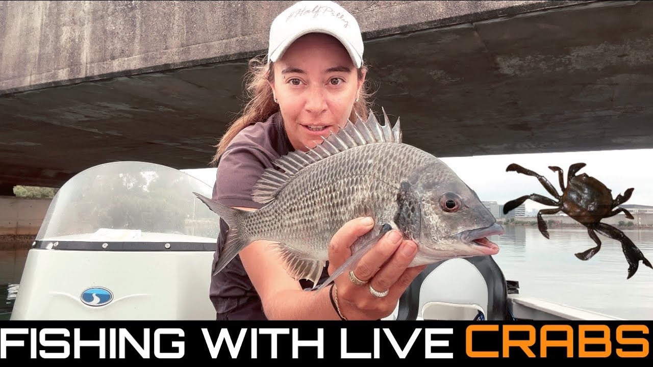 FISHING WITH LIVE CRABS: Dropping Live Crabs around Sydney Bridge Pylons for Bream! 🦀