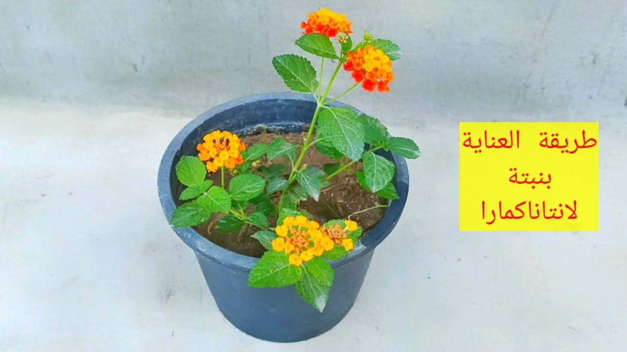 الطريقة الصحيحة لرعاية نبتة لانتانا كمارا