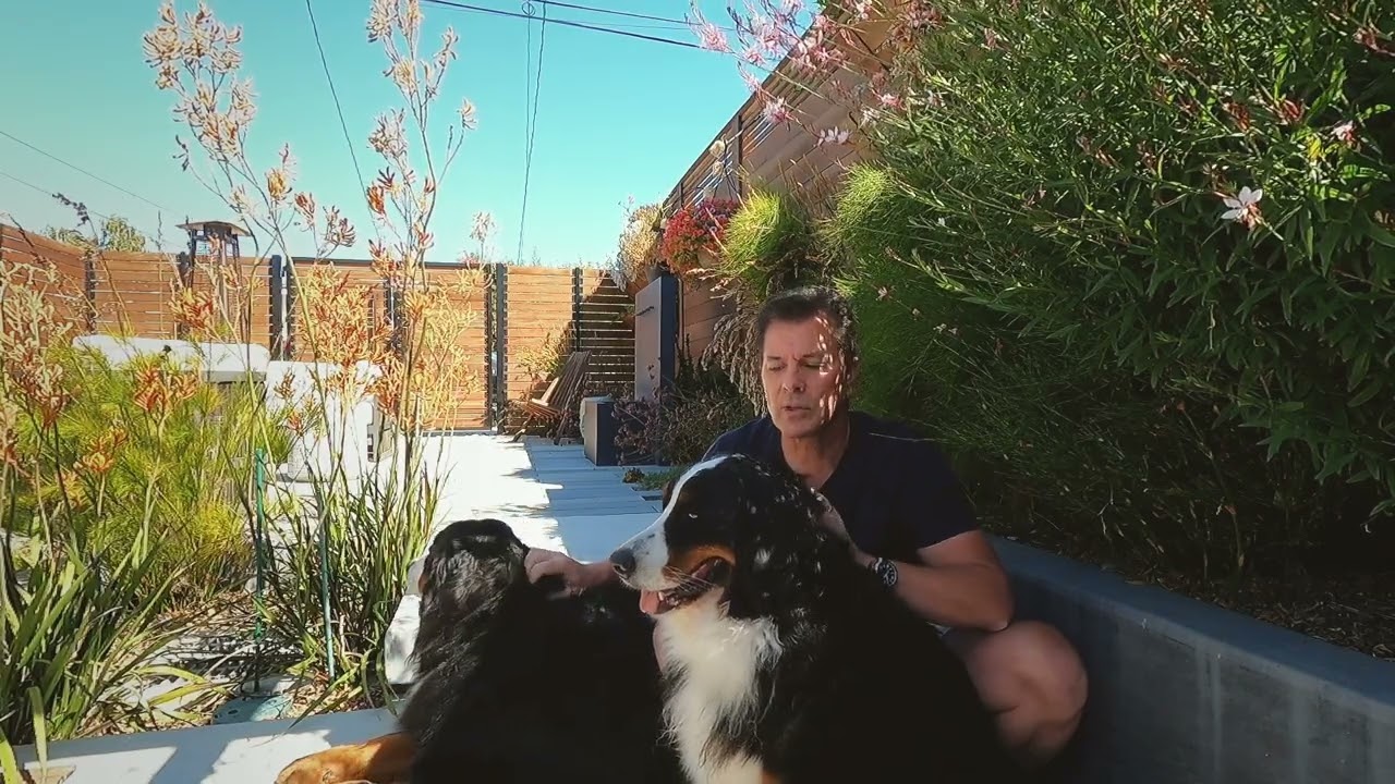 DOGtorRx Longevity 4 Pets