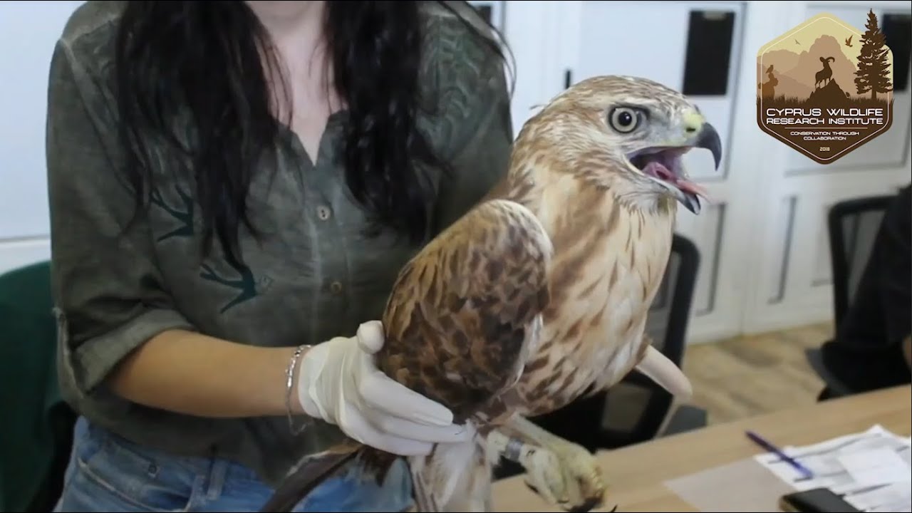 Long Legged Buzzard released with radio transmitter
