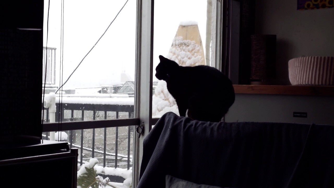 雪景色と黒猫