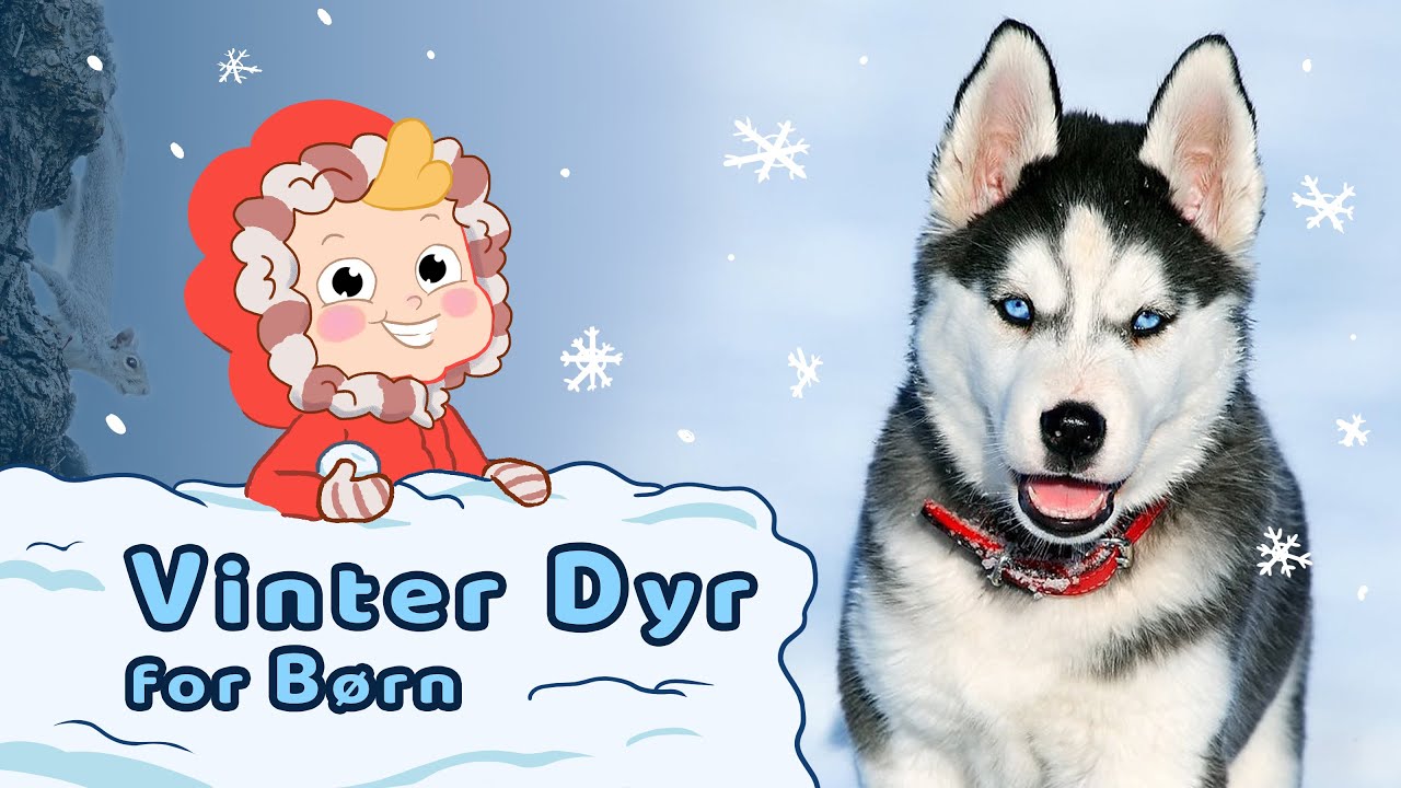 Vinterens Dyr for Børn | lær om vinter dyr sammen med Nanna Ninja