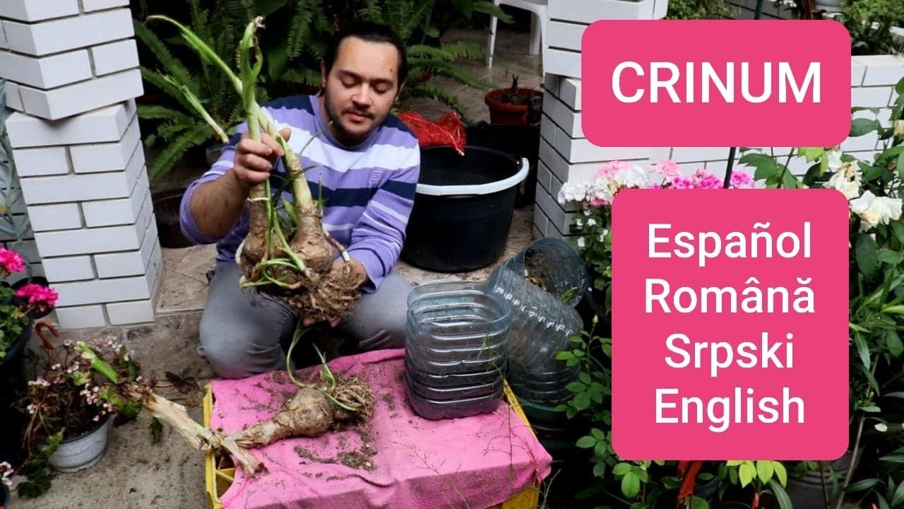 Como REPLANTAR los BULBOS de CRINUM en 4 idiomas : ESPAÑOL | ROMÂNĂ | SRPSKI | ENGLISH.