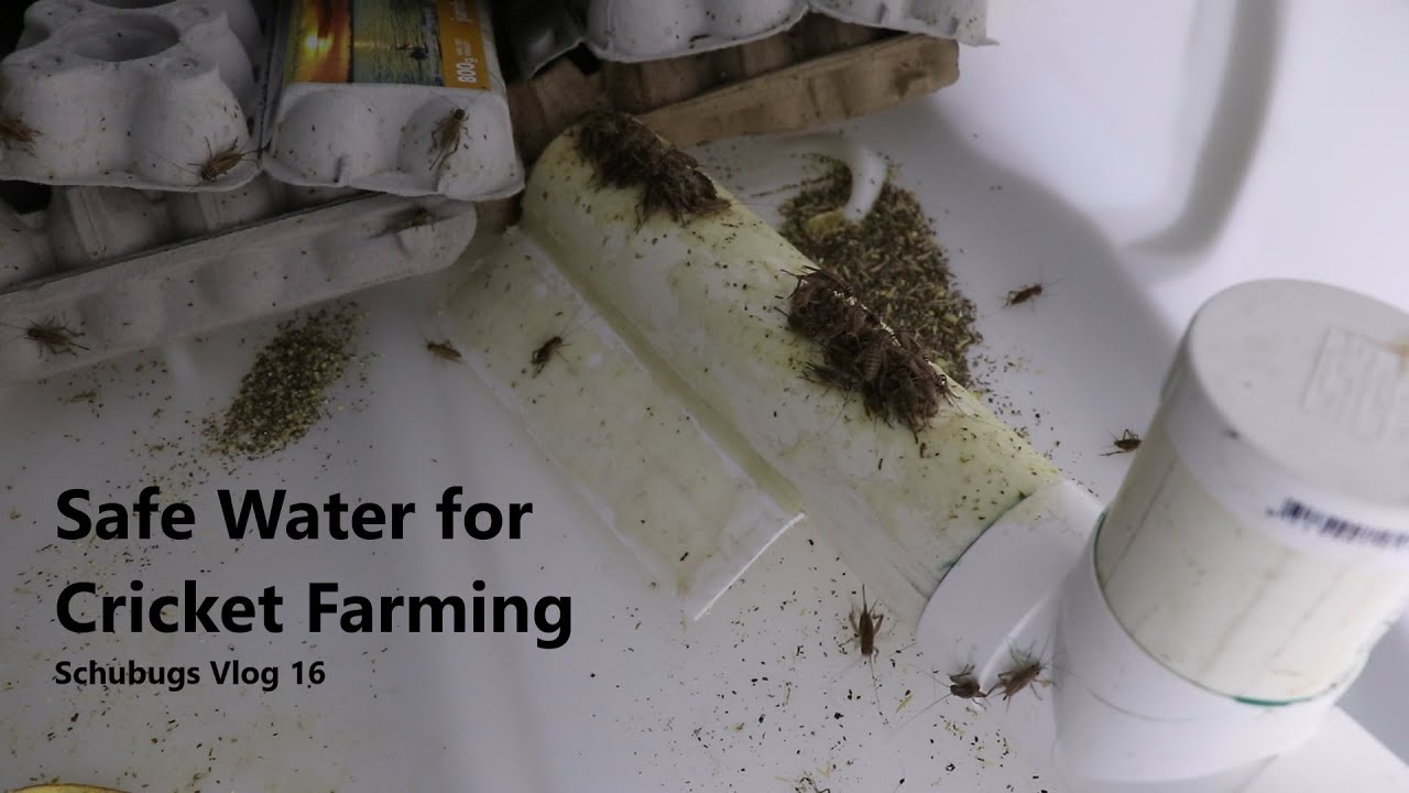 Safe Water for Cricket Farming / Schubugs Vlog 16