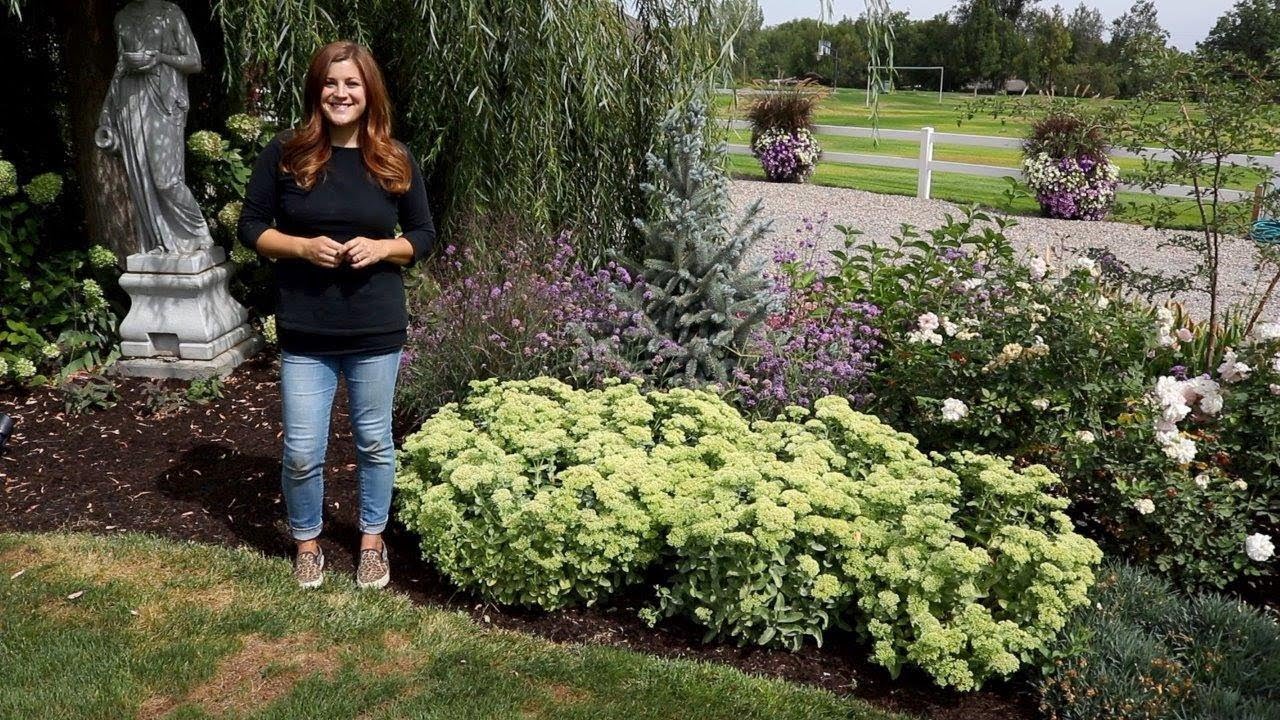 1-Year Plant Growth Update | Landscape Favorites by Proven Winners