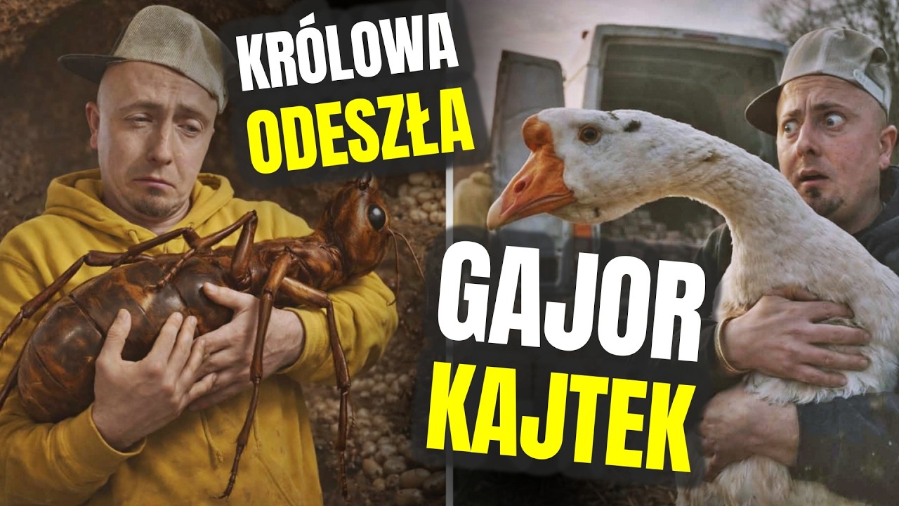 UMARŁA KRÓLOWA ! sprzątanie, stare cegły i gąsior Kajtek 🪿 odc. 851
