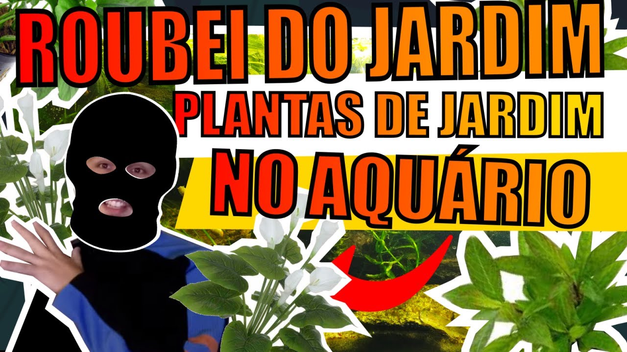 🔴TOP 10: PLANTAS DE JARDIM QUE SERVEM PRA AQUÁRIOS ( PARTE 2 ) |Mr. Betta|