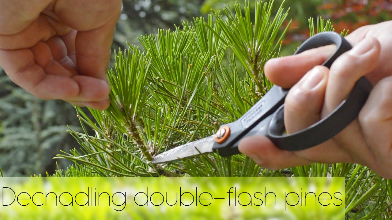 Decandling double-flush pines (mekiri)-Japanese black pine Pinus thunbergii - 4K - Arkefthos Bonsai