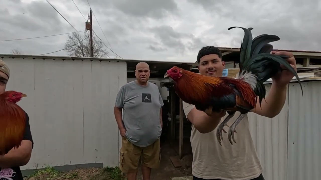 Ensenandole los gallos de mi amigo Fernando.