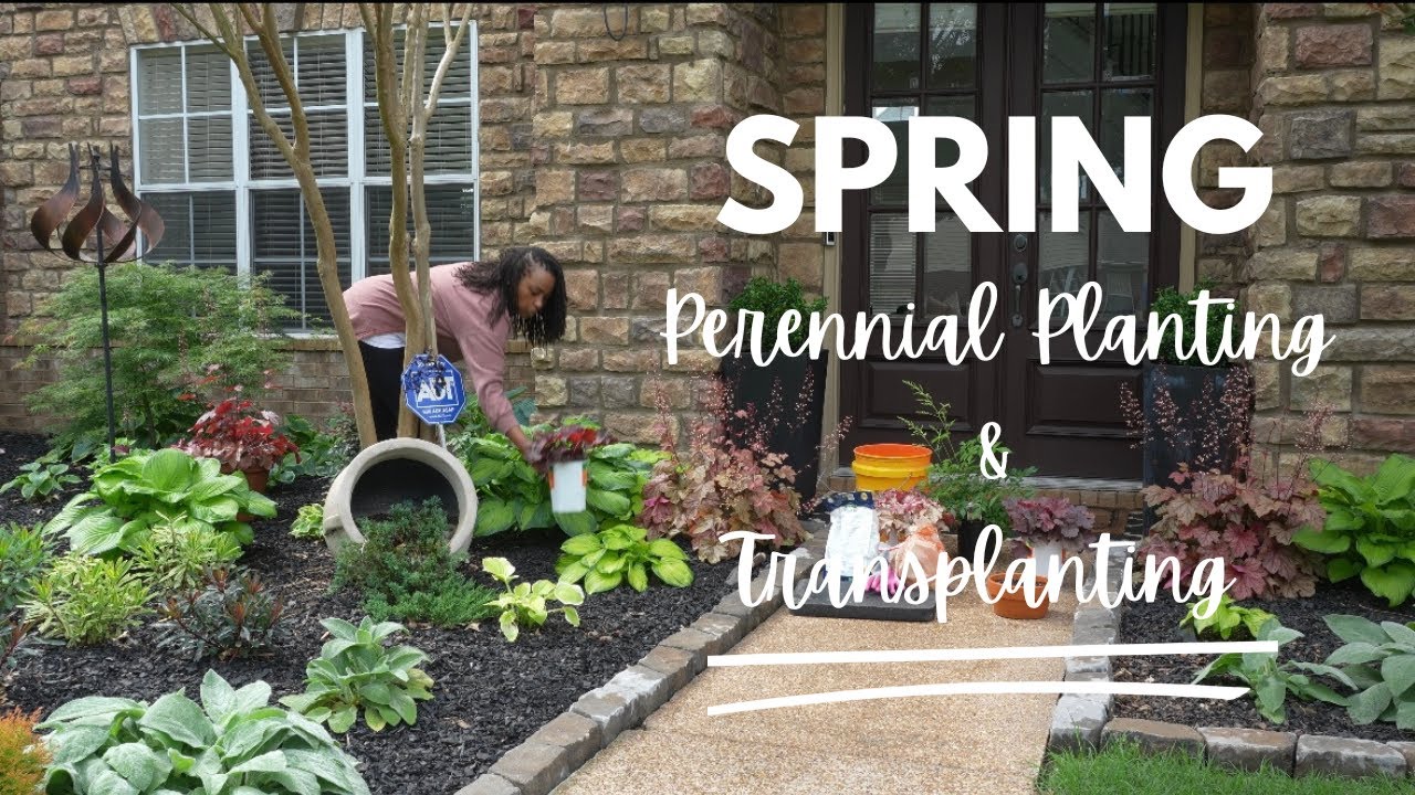 Spring Perennial Planting & Transplanting | Bridal Veil Astilbe, Heuchera, Sunshine Ligustrum & MORE