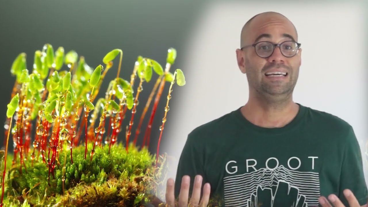COMO AS PLANTAS INFLUENCIAM A DINÂMICA EVOLUTIVA DO PLANETA TERRA - PROJETO BOTÂNICA