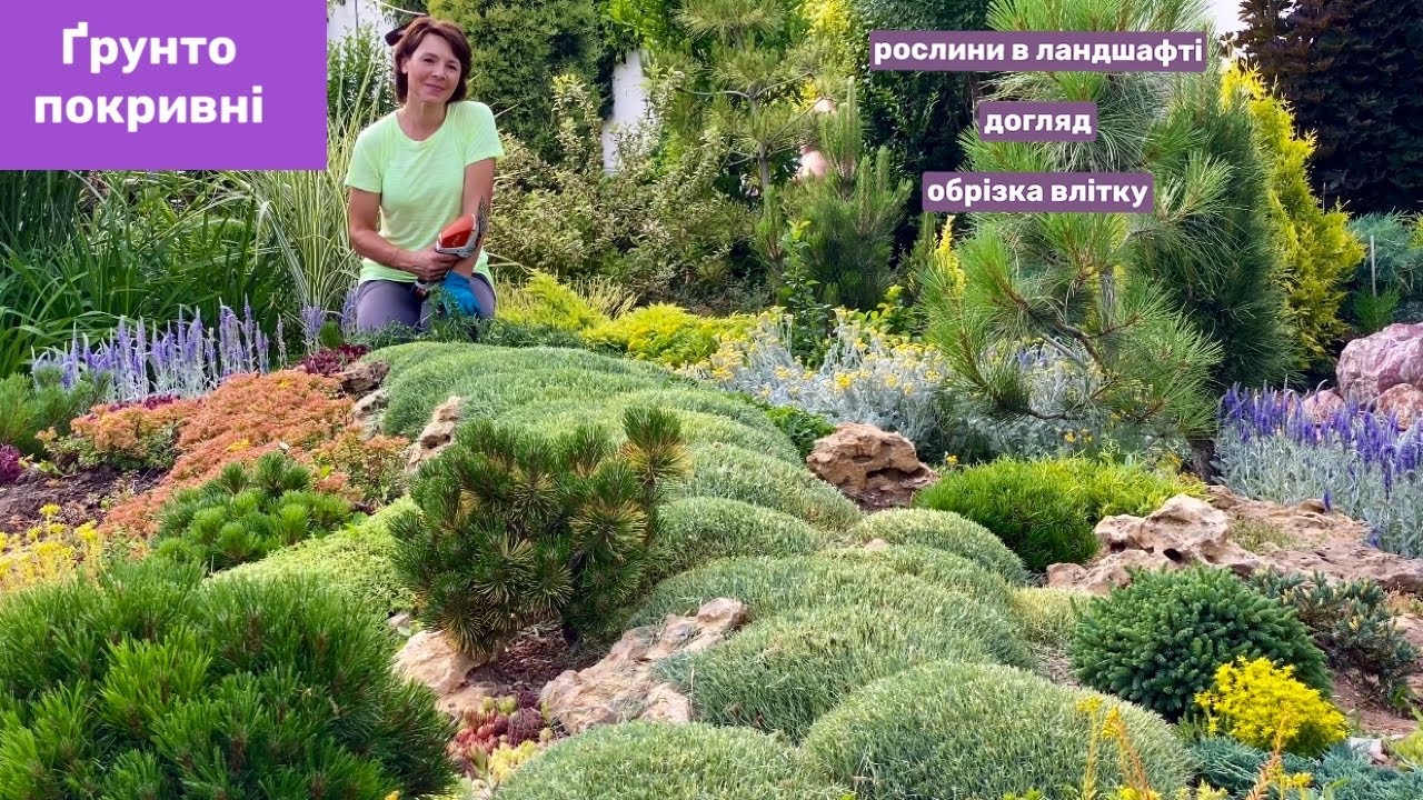 Що робити з ґрунтопокривними рослинами після цвітіння? Іберіс Гвоздика Арабіс Седум Чебрець…
