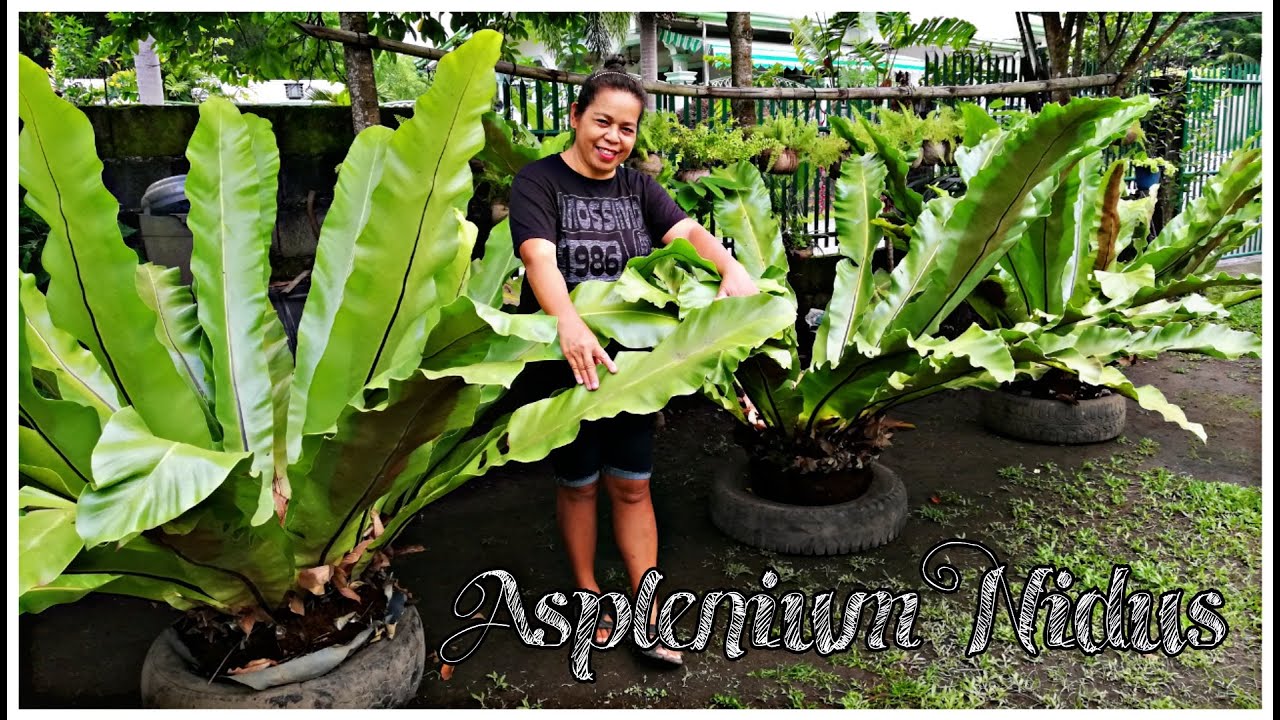 All about Asplenium Nidus || Giant Manalo || Fern