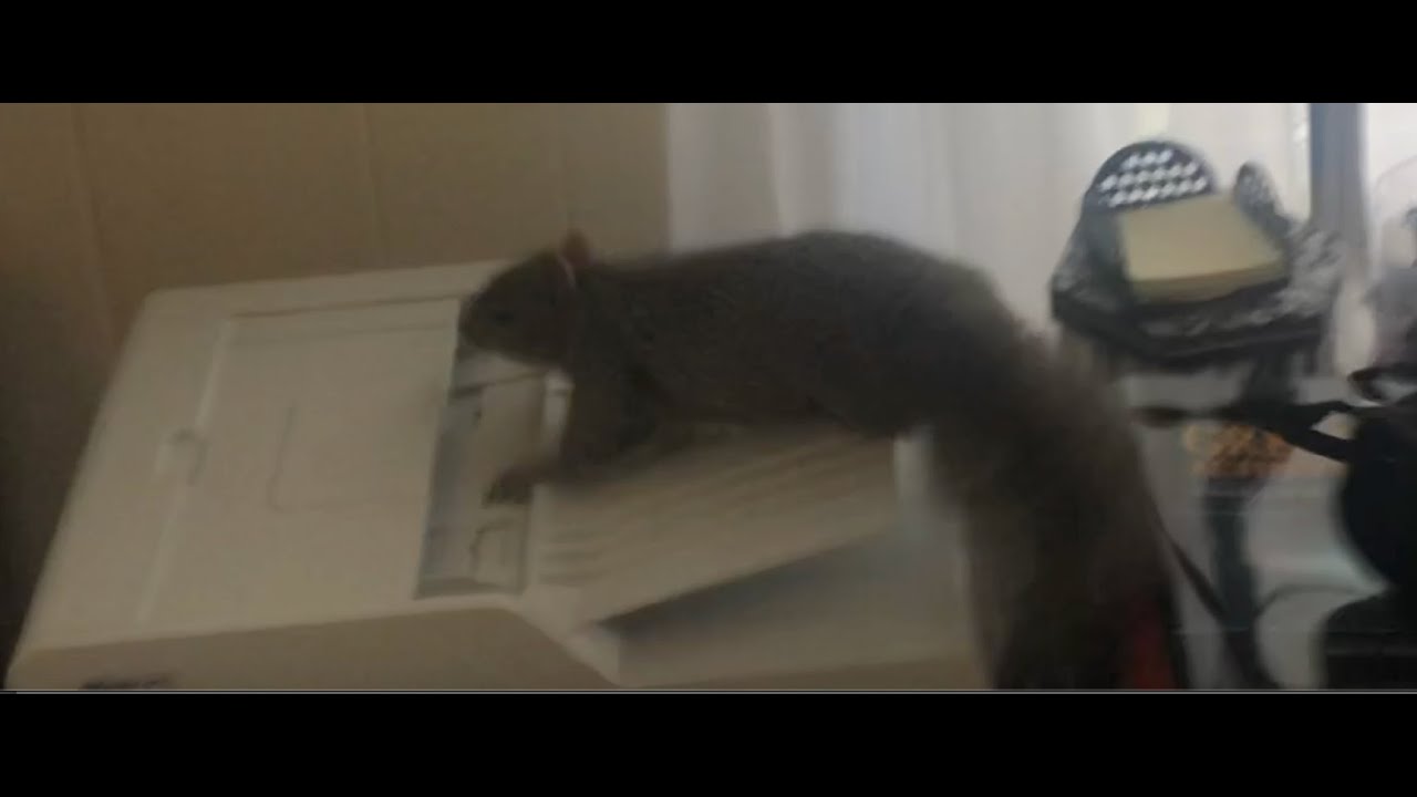 My Dog Is Crying.There’s a Squirrel in the Chimney.I’m on the TABLE and THE SQUIRREL GUY SAYS THIS?!