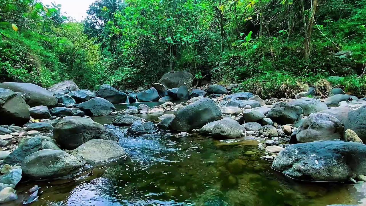Mountain Water Flow Sounds, Forest River Stream, Sleeping