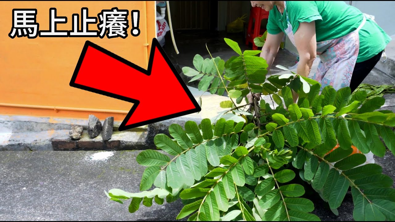 對面葉皂This plant STOP itching immediately! Great for soothing eczema!