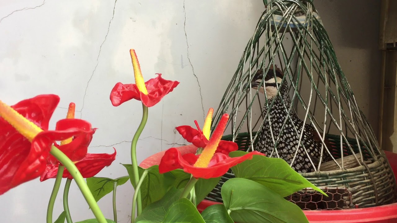 ( ĐÃ BÁN) CHIM ĐA ĐA TRỌNG LỄ 6 -GÁY KÈM TÓC CÒ BAO LẠ CHỦ-DỐC MƠ- THỐNG NHẤT- ĐỒNG NAI - 0918884623