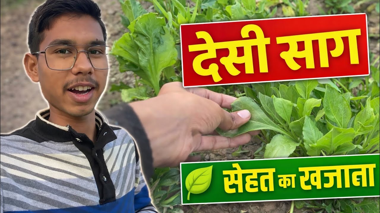 💪 देसी साग: गांव की सबसे सेहतमंद सब्ज़ी
