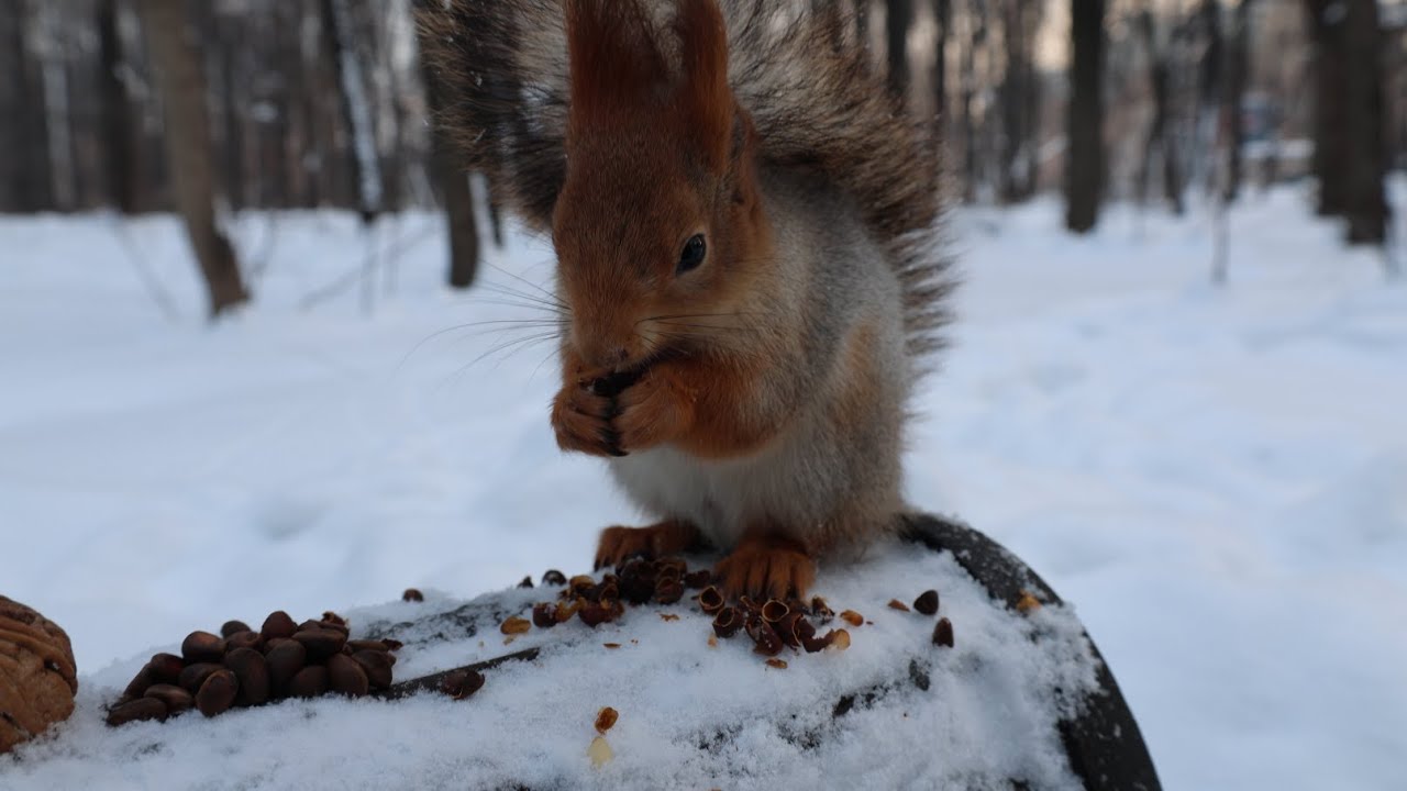 Белка. Старая знакомая / Squirrel. An old acquaintance