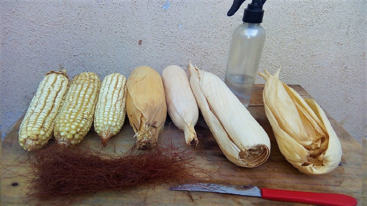 COMO SACAR HOJA DE MAIZ (TOTOMOXTLE)PARA MANUALIDADES O TAMALES/CORN HUSK
