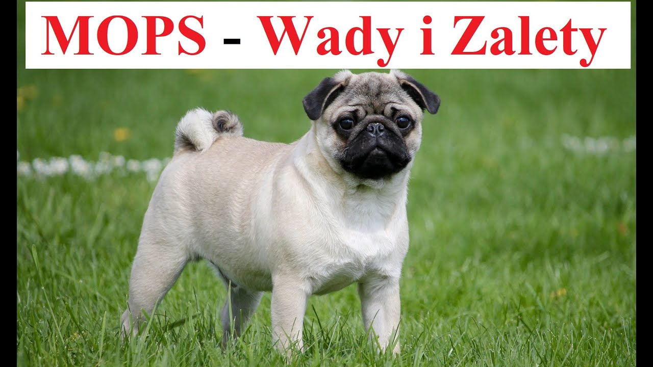 MOPS - Wady i Zalety