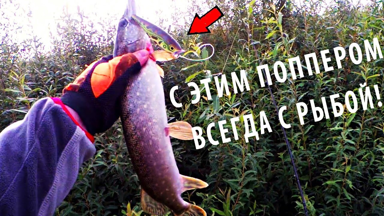 Рыбалка на Малой Реке. Щука на Поппер. С ЭТИМ ПОППЕРОМ ВСЕГДА С РЫБОЙ!