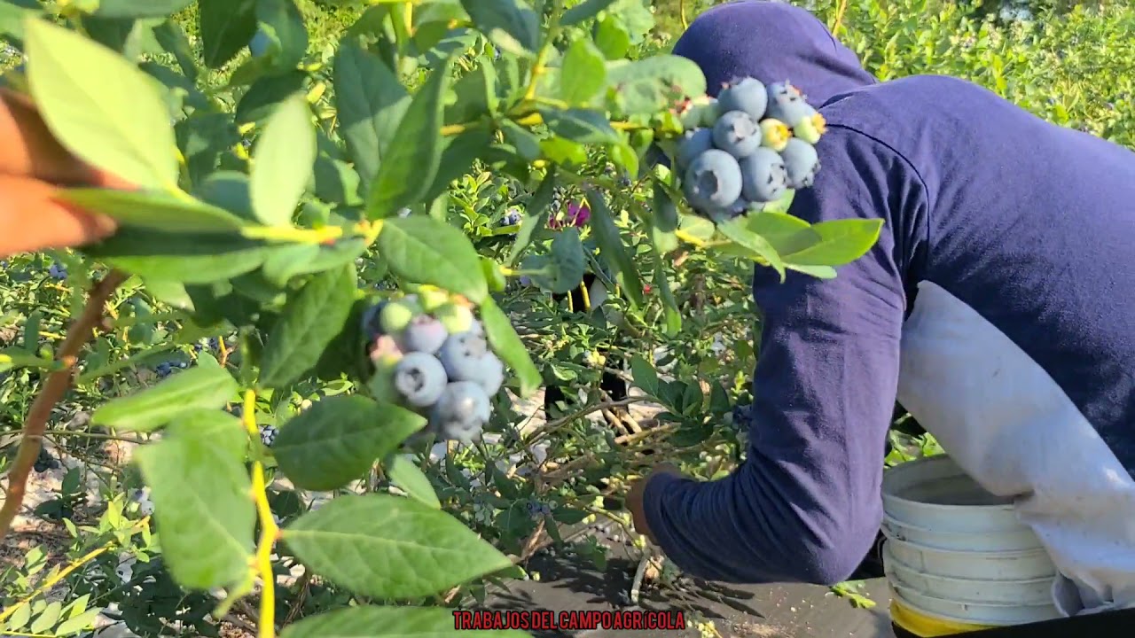 EL PISCADOR MAS RÁPIDO. DE LA BLUEBERRY ARÁNDANOS🫐🫐🫐 DE NORTE CAROLINA  2021