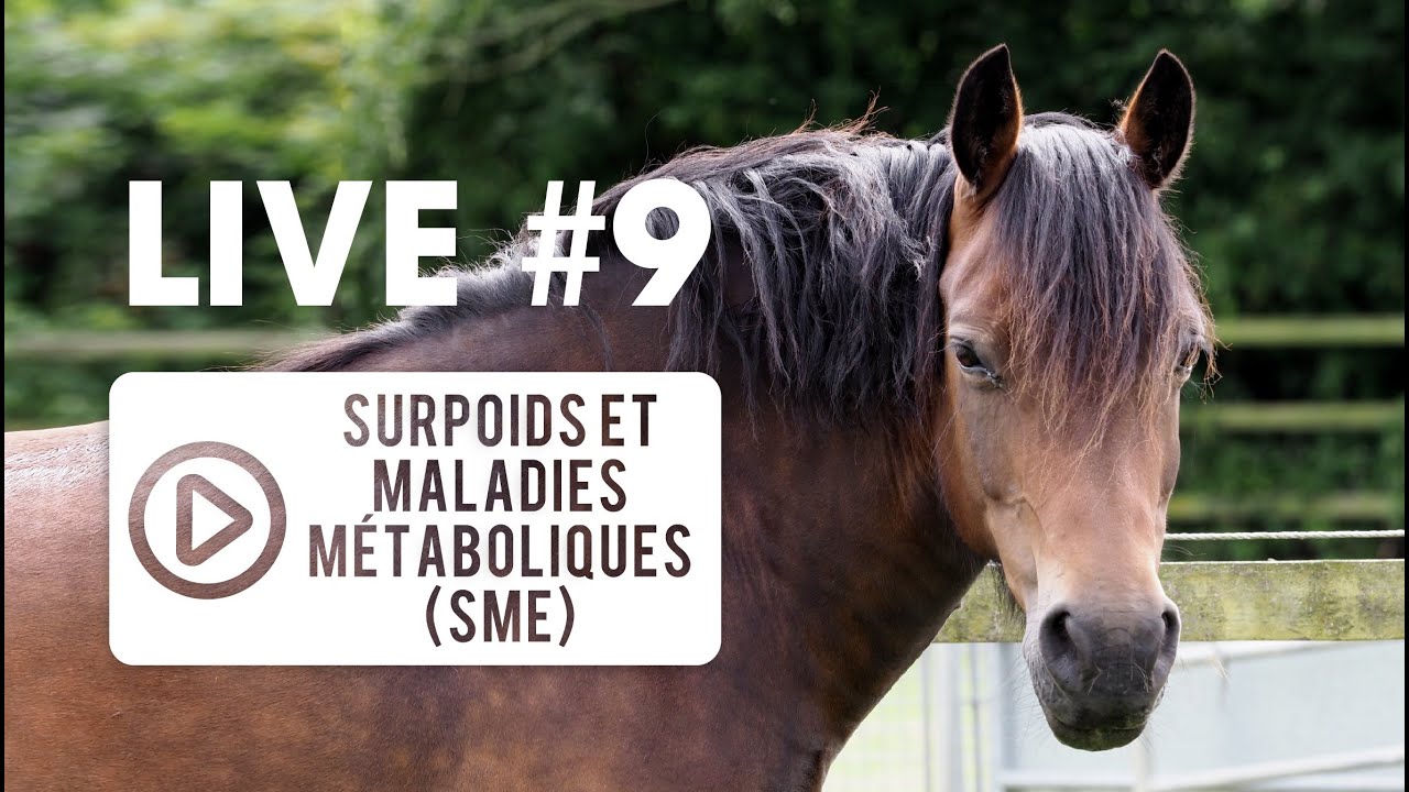 [ LIVE VÉTO 👨‍⚕️] #9 Surpoids et SME