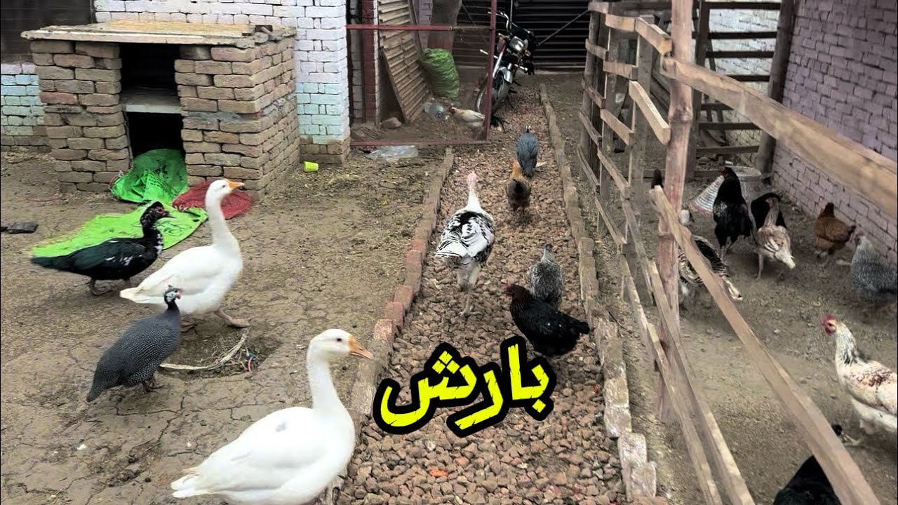 Emergency 🚨 Barish Start Hogae Sbb Birds Nyy Boht Tang kia 😨