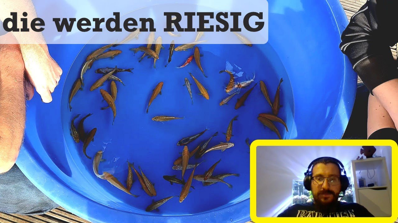 Koi von @teichjuwelen8761Teichjuwelen ziehen bei Teich&Garten4You ein I Stone reagiert