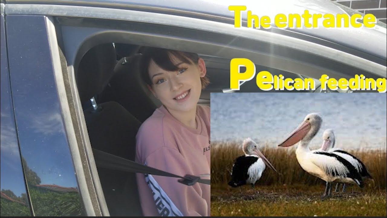 국제커플 시드니 엔트런스에 가다!!!! The entrance pelican feeding