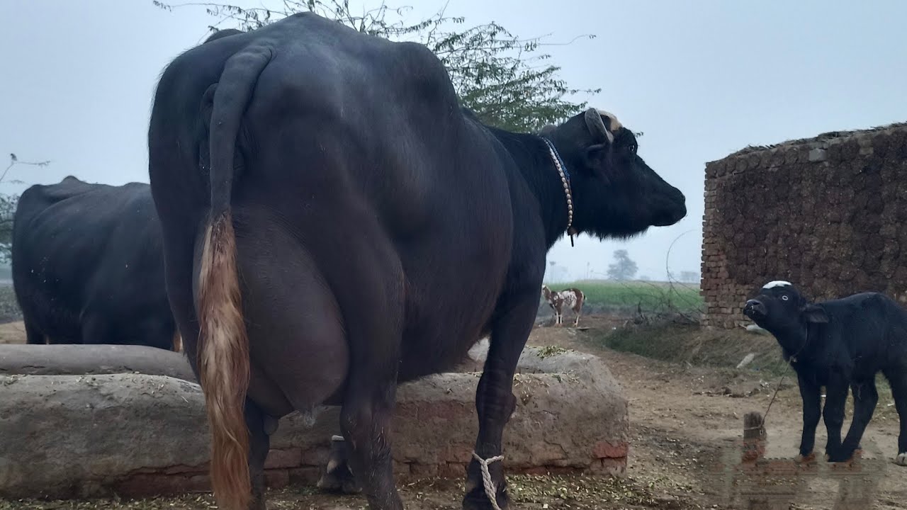 High Milking pure nili Ravi Buffalo's for sale in Punjab Pakistan on YouTube 3 January 2026