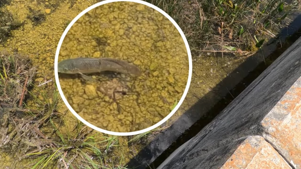 Everglades National Park Hidden Creek Loaded With Fish…..More