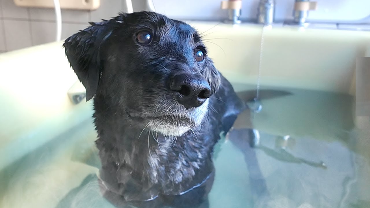 【犬Vlog】「あぁ、私は風呂好きじゃないんだな…。」と悟る犬。