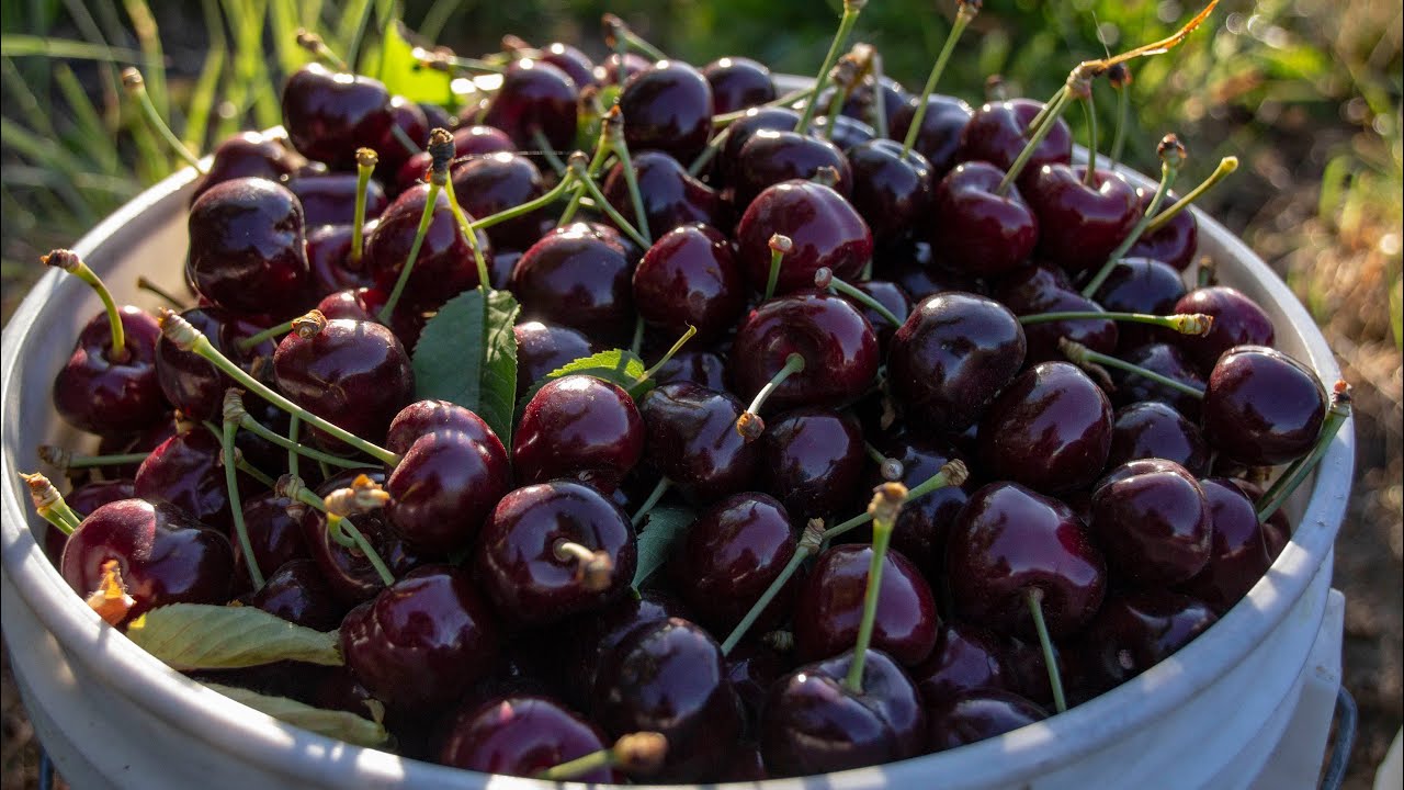 Behind The Scenes - Packing Washington Cherries